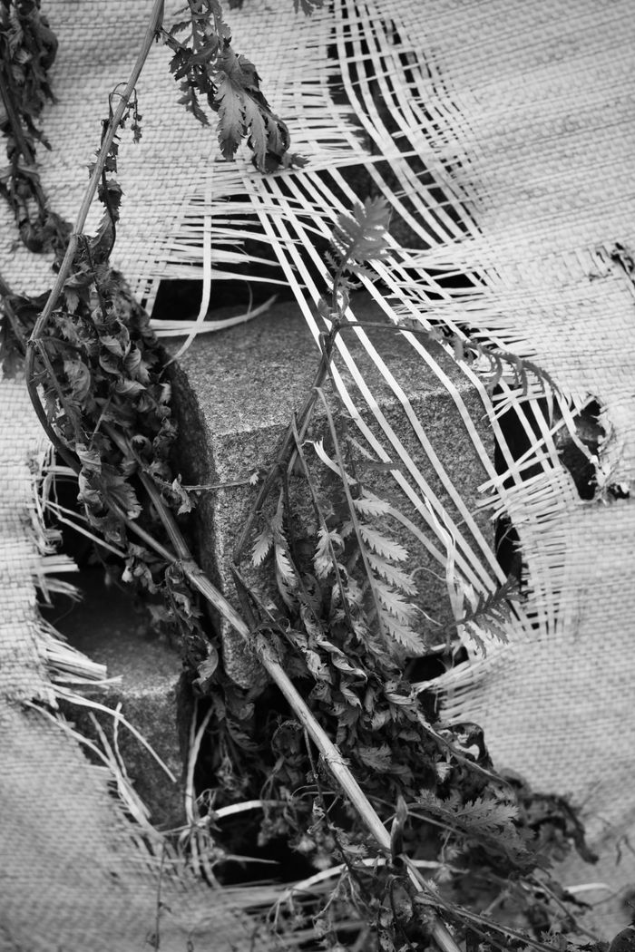 Services Black and white abstract image featuring torn fabric with leaves intertwined.